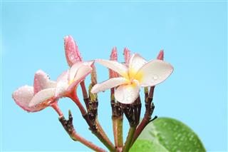 White And Pink Plumeria Flowers