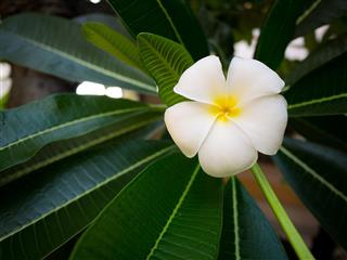 White Plumeria Flower With Leaves