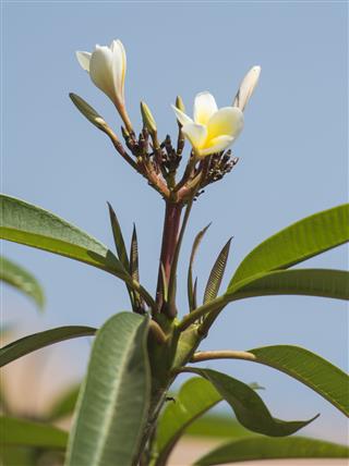 Frangipani Plumeria Plant