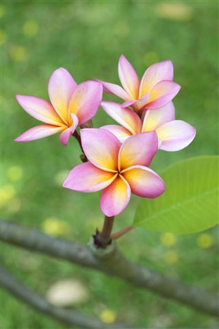 Close Up Of Frangipani Flowers