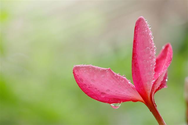 Plumaria Flower