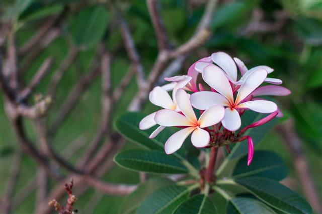 Pink And White Plumeria Tropical Flower
