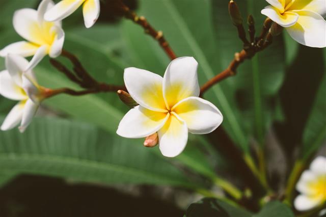 Blooming Plumeria Flowers And Green Leaves