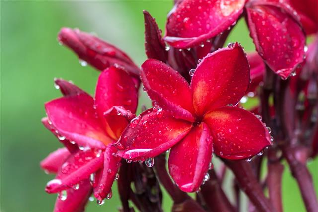 Plumeria Red Flowers Hit By Rain