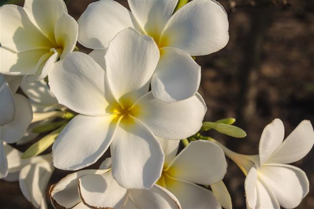 Plumeria Flower