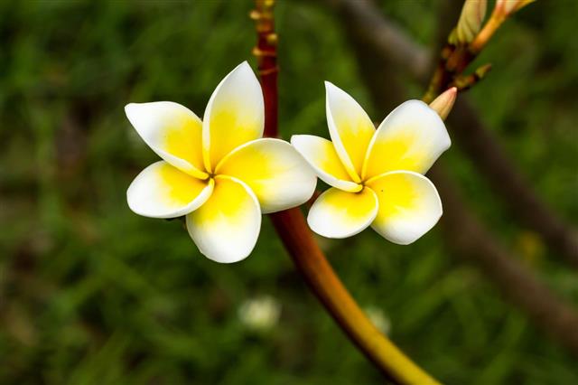 White Frangipani Tropical Flower