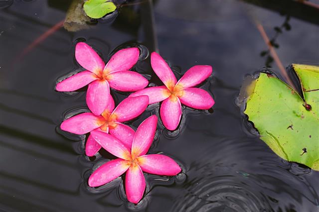Pink Plumeria Flower Floating On Water