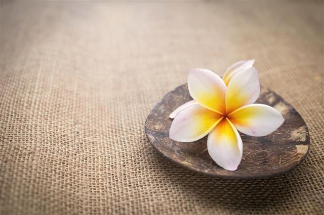 Plumeria Flower Meaning Its Deep Symbolism In Various Cultures Gardenerdy