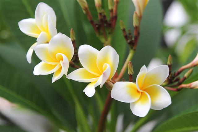 Flowers Of Plumeria On The Branch