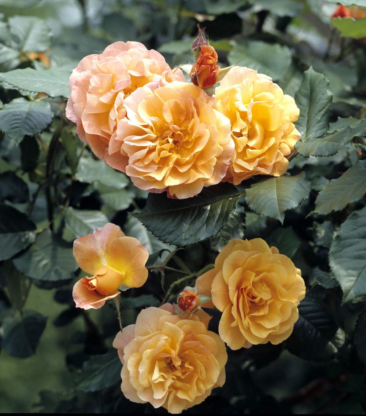 How to Prune Lady Banksia Rose