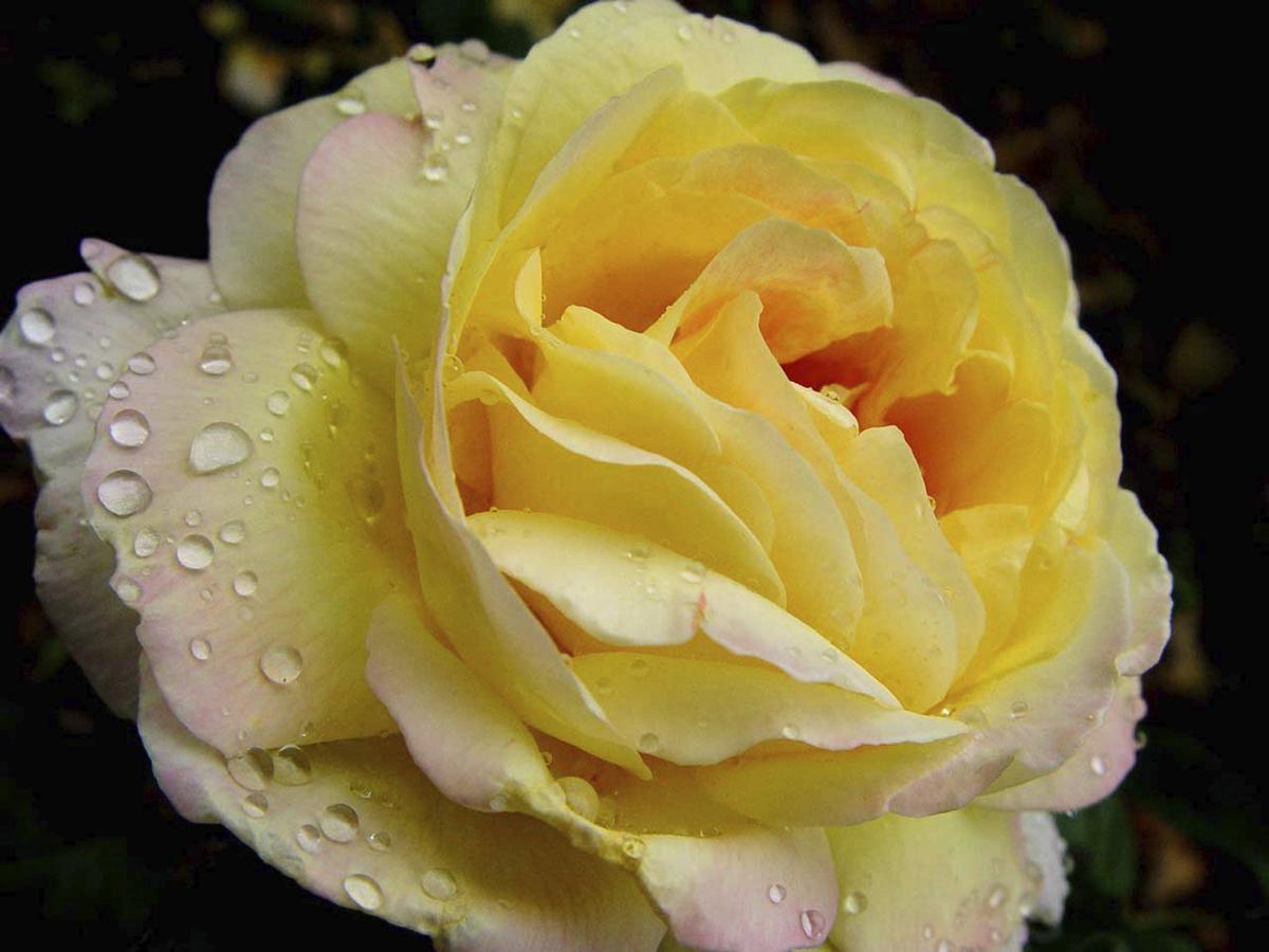 Symbolic Meaning of the Truly Spectacular Yellow Roses ...