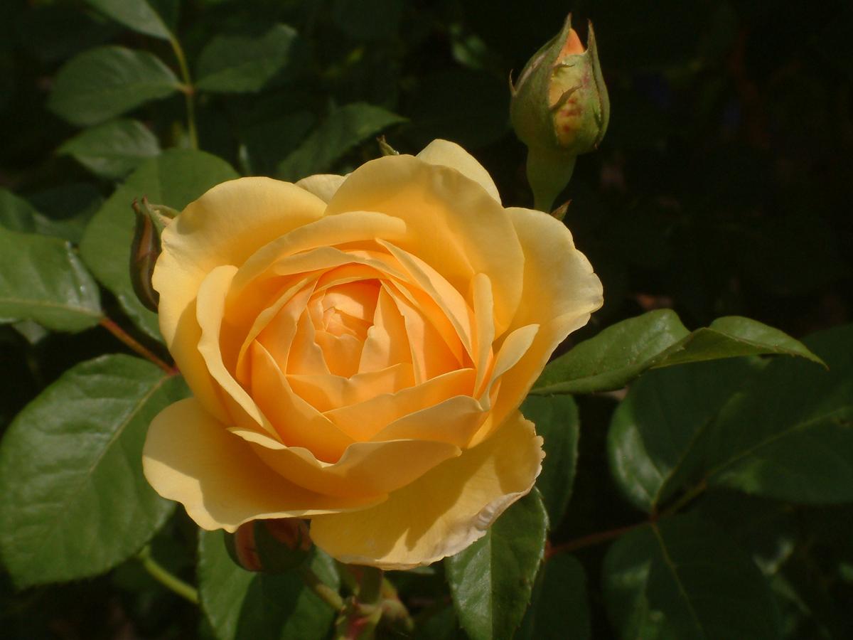 Meaning of Yellow Roses