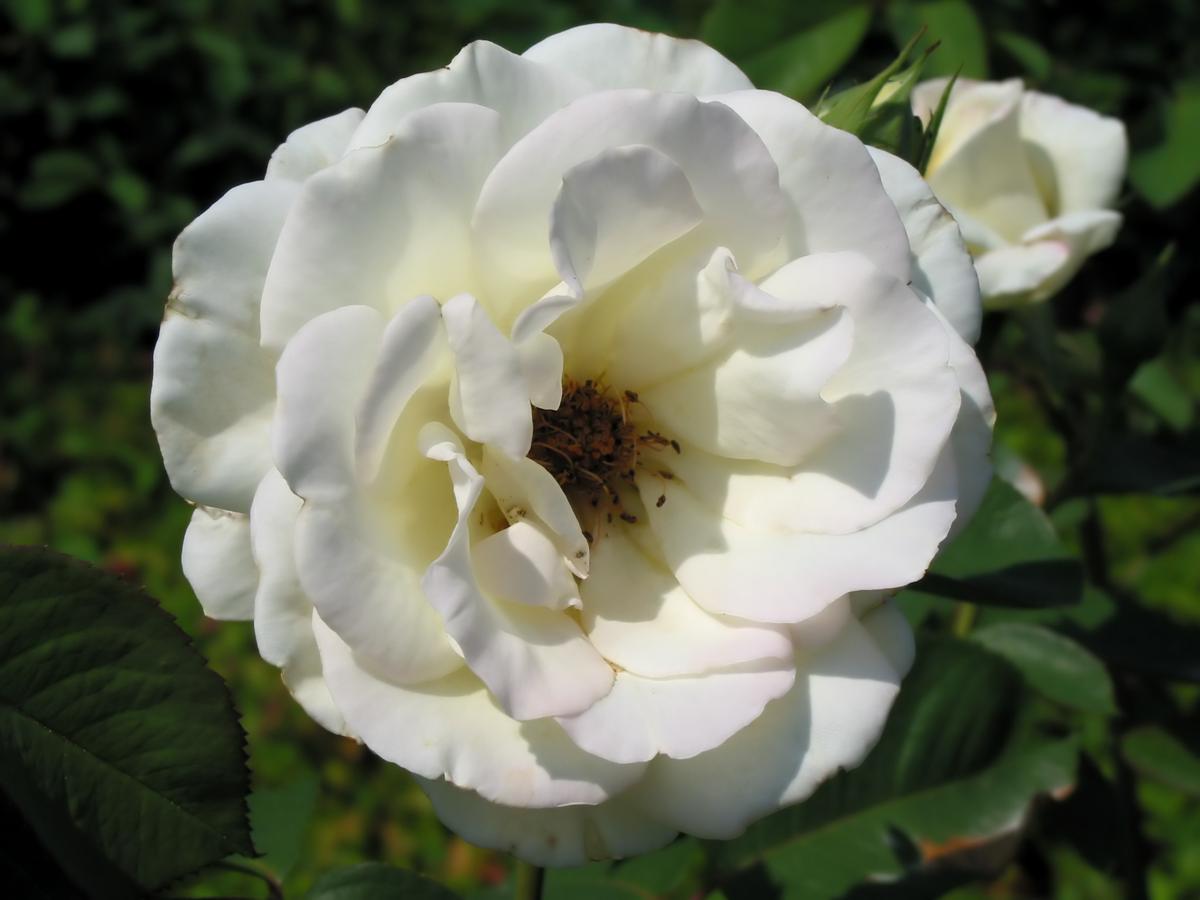 White Rose Meaning