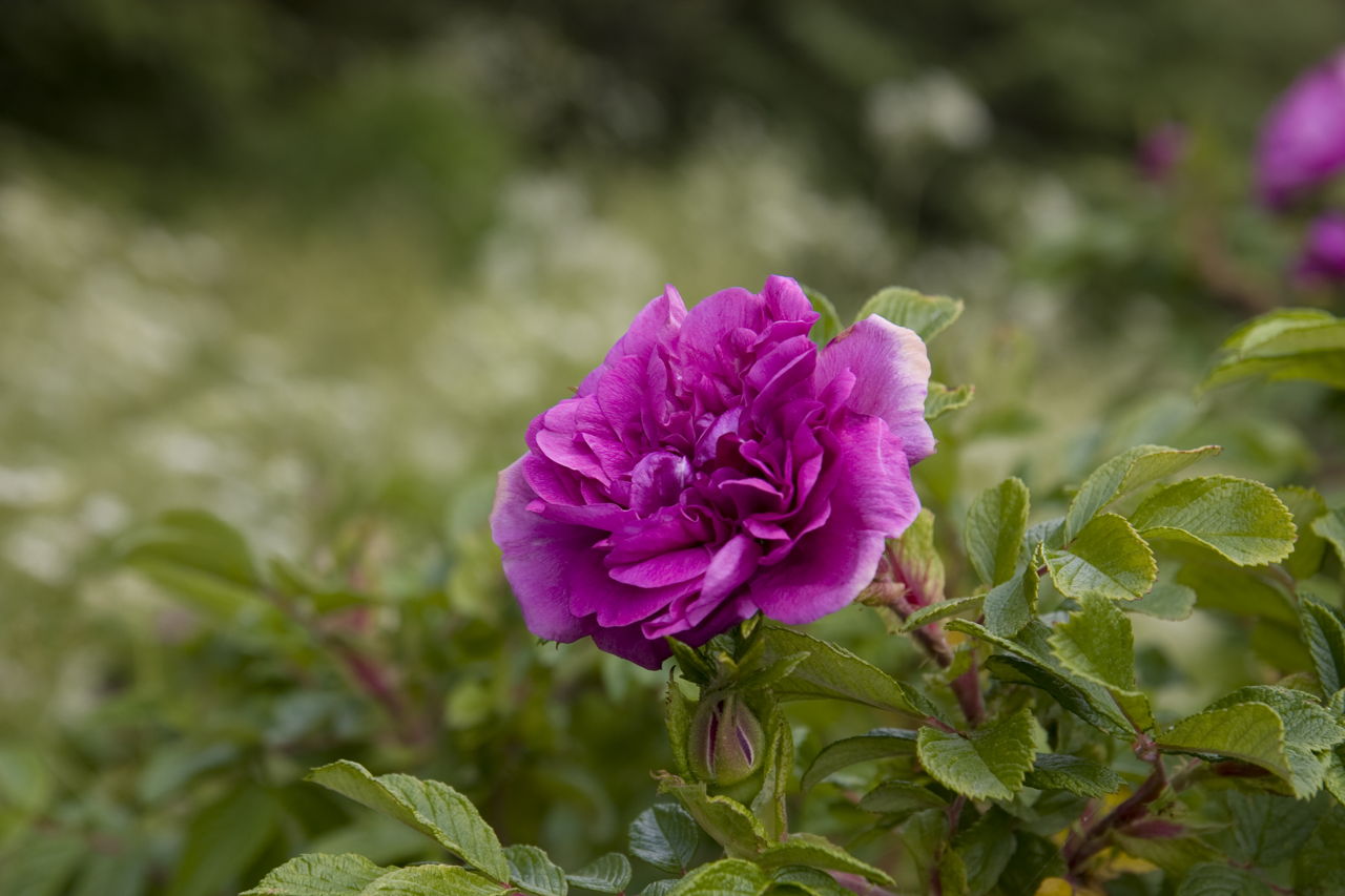 Meaning of Dark Purple Roses