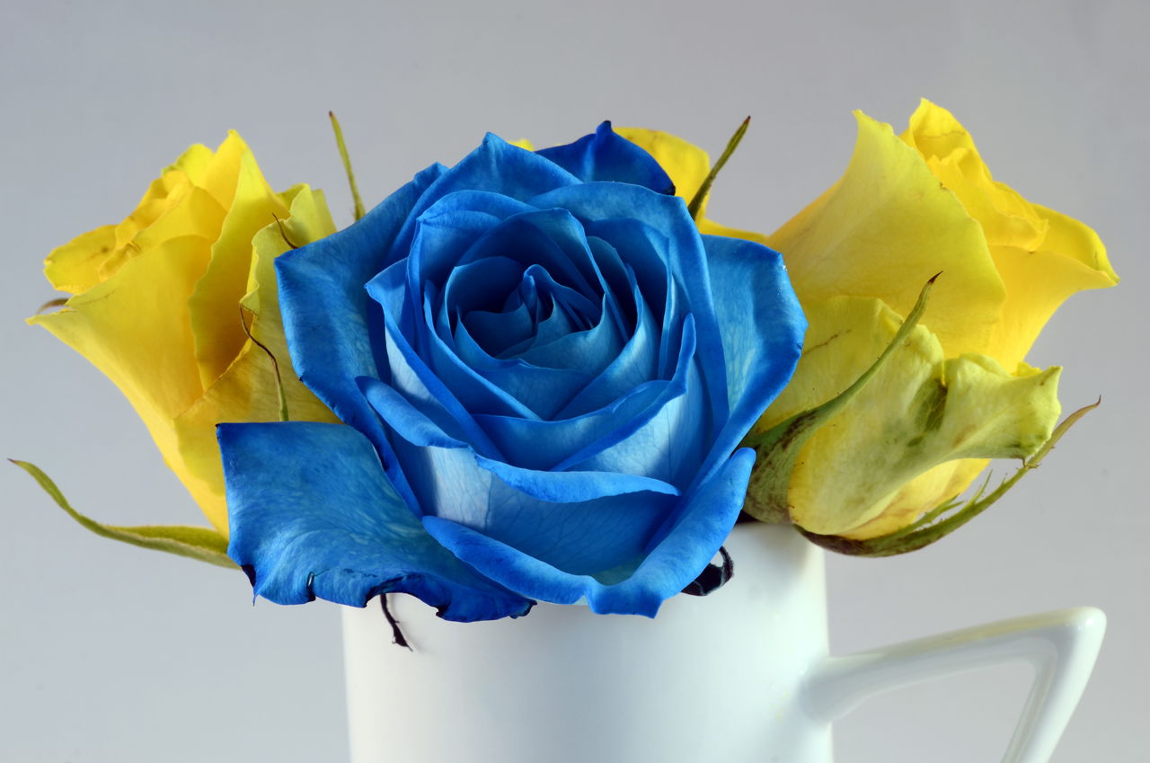 Symbolic Meaning of Blue Roses That'll Leave You Stupefied