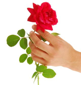 Red Rose In Man Hands