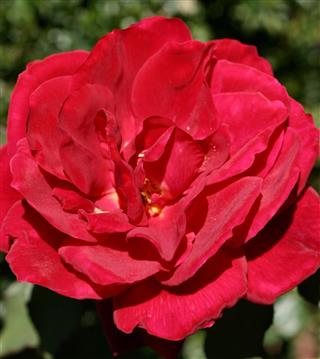 Wild Red Rose