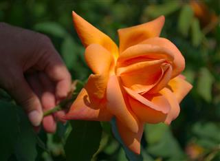 Pink Orange Rose In Hand