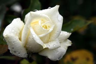 White Rose Covered In Rain Drops