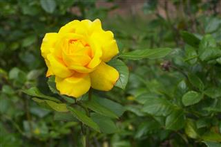 Yellow Rose For Texas