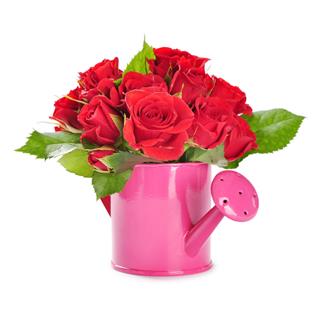 Red Roses In A Watering Can