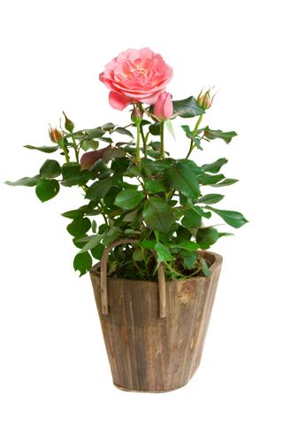 Rose In Pot