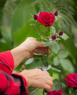 Cutting Rose In Garden