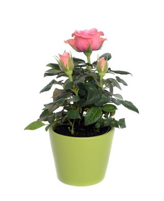 Rose In A Pot