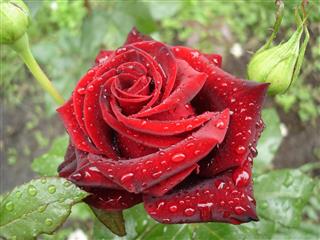 Dark red rose on rainy day