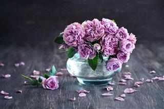 Beautiful fresh purple roses