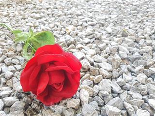 Red roses fall on stony ground