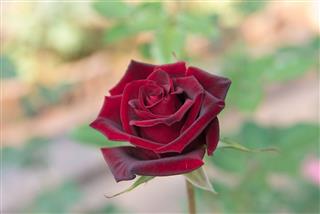 Red Rose With Buds