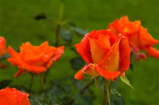 Orange Roses In Summer