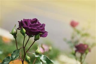 Purple Rose Blooming