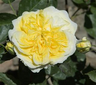 English shrub rose; Perdita