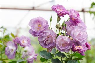 Purple Roses Flower In Spring