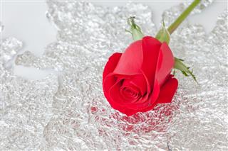 Beautiful Red Rose On Silver Foil