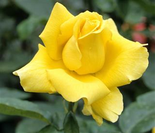 Tea hybrid Rose; Duftgold