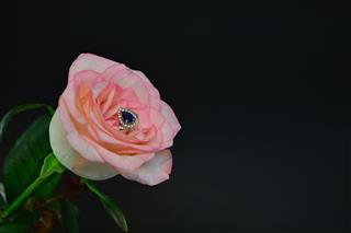 Ring And Rose