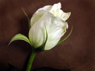 White rose on Brown background