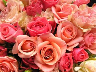 Vibrant rose bouquet of varying shades of pink