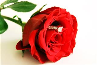 Red Rose With Ring