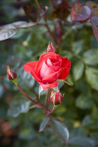Red Rose And Buds