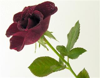 Beautiful Purple Rose