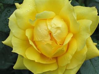 Wet yellow rose