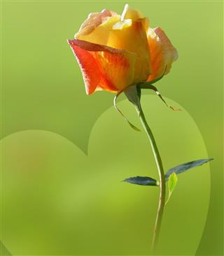 Orange rose with heart