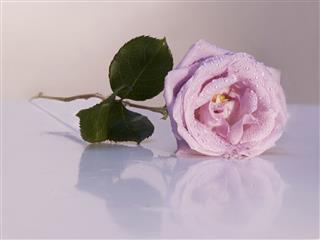 Wet Pink Rose On Table