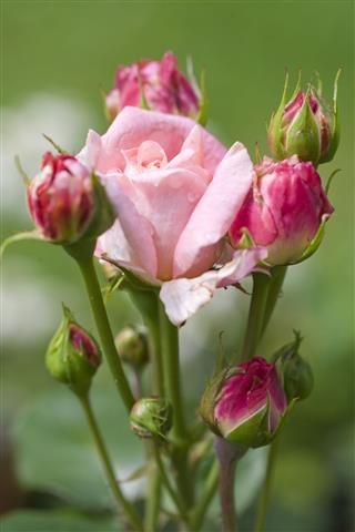 Pink Rose Cluster