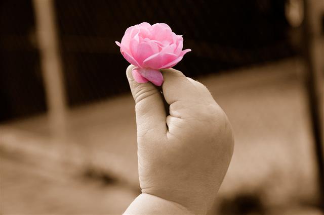 Child Hand Holding Rose