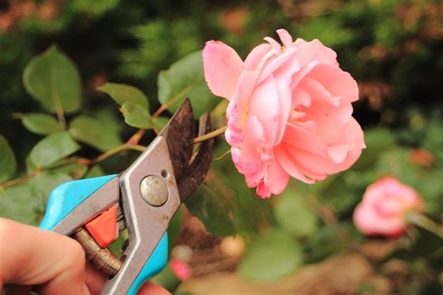 Cutting Pink Rose With A Secateur